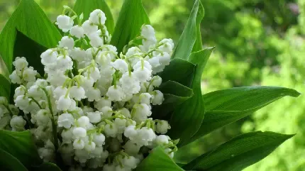  عکس ماه