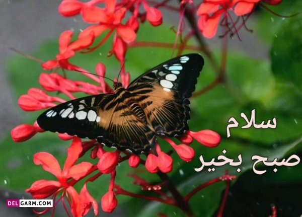  عکس صبح بخیر فانتزی