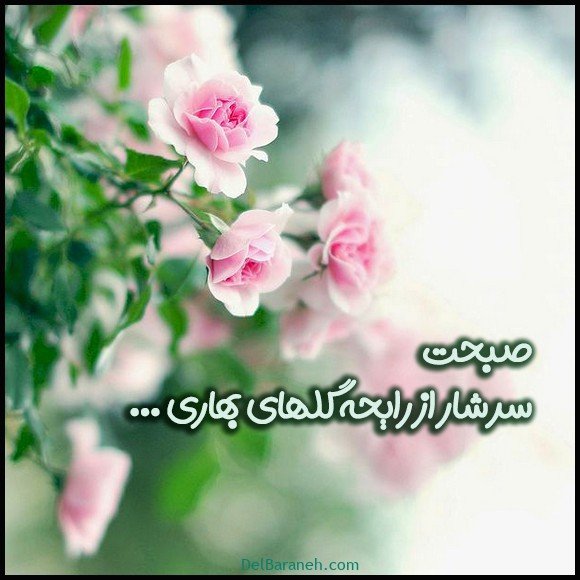 40 عکس صبح بخیر امروز