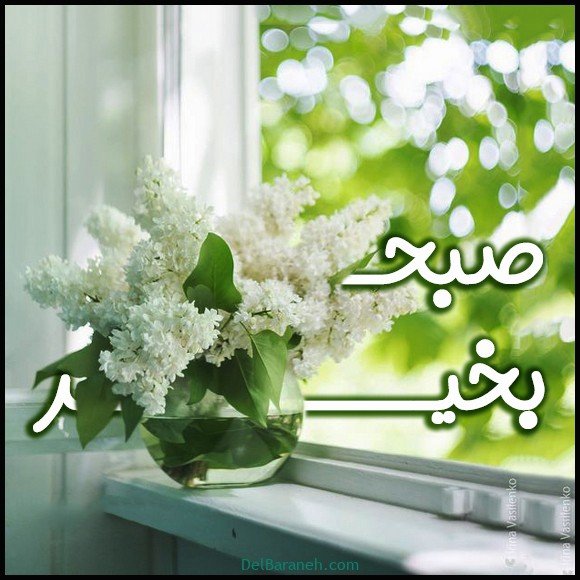 عکس سلام صبح بخیر با گل محمدی