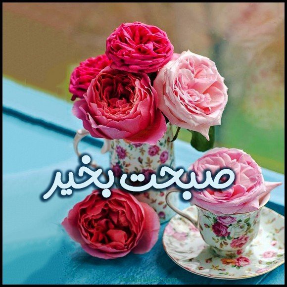  عکس سلام صبح بخیر با گل محمدی