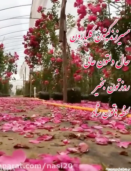  سلام صبح بخیر پاییزی همراه عکس گل