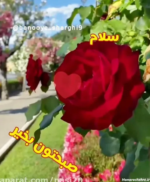  سلام صبح بخیر پاییزی همراه عکس گل