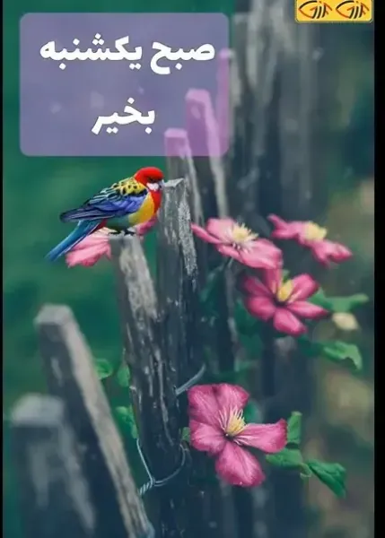  عکس و متن صبح بخیر روز یکشنبه