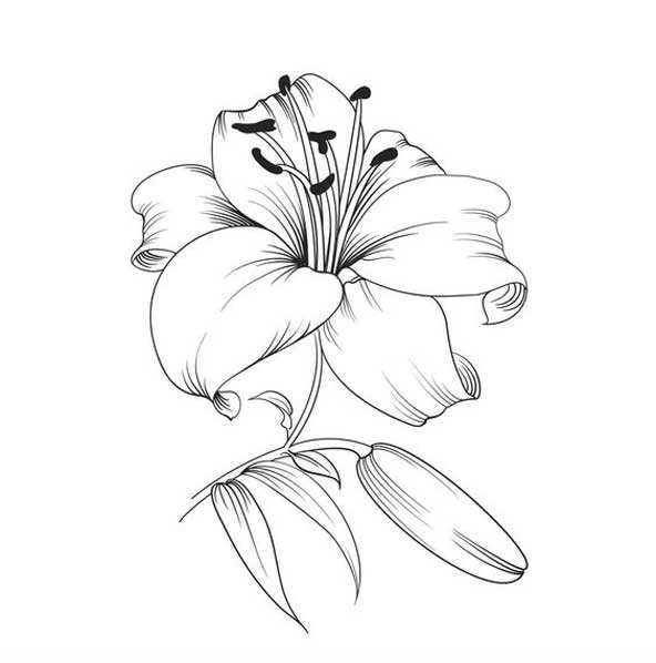  عکس نقاشی گل جدید ساده و بسیار زیبا