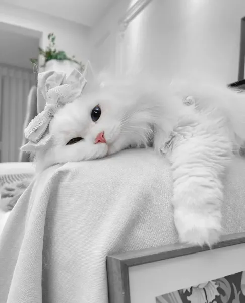  عکس گربه