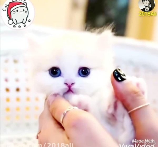  عکس گربه گوگولی واقعی