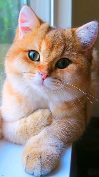  عکس گربه گوگولی فانتزی