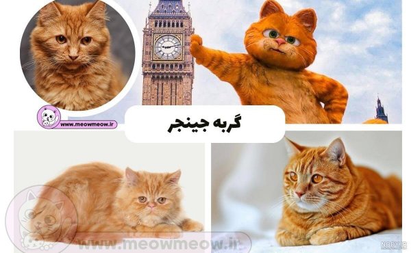  عکس گارفیلد و اودی