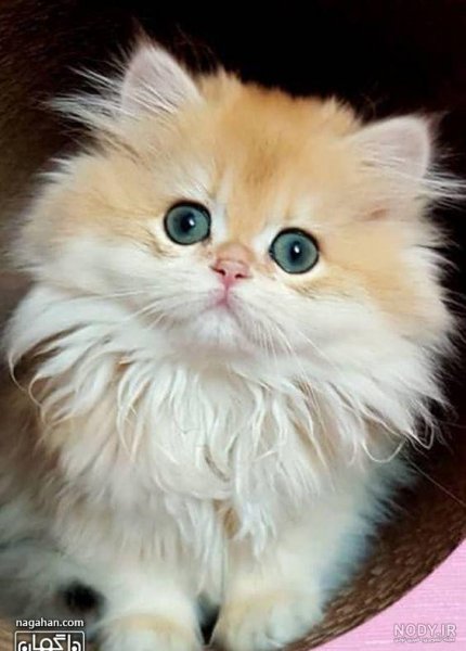  عکس گارفیلد برای پس زمینه