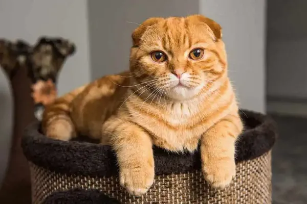 عکس گربه اسکاتیش
