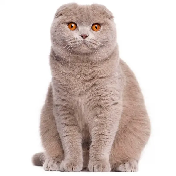  عکس گربه اسکاتیش