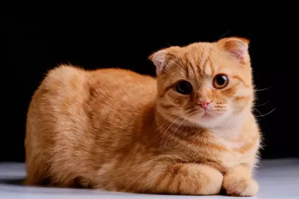  عکس گربه اسکاتیش گلد