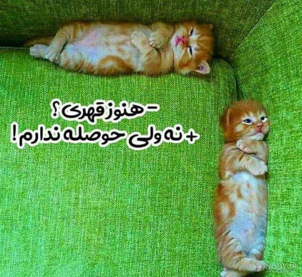  عکس گربه ای که قهر کرده