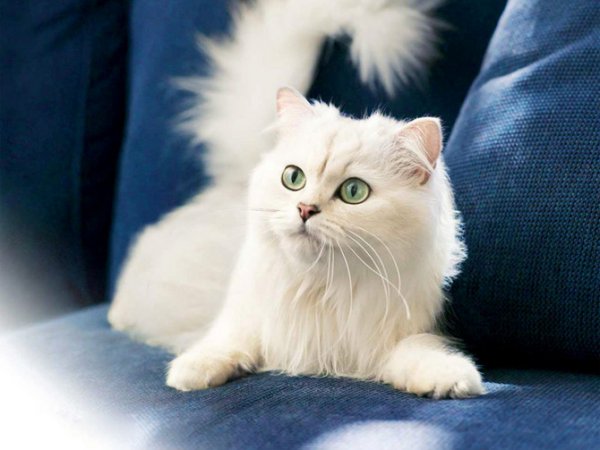  عکس گربه اسباب بازی