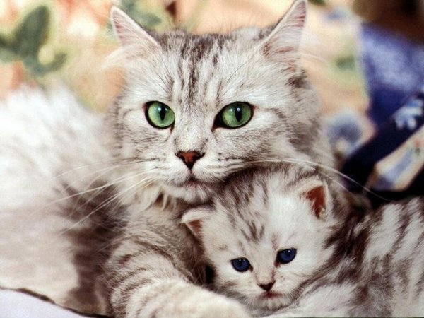  عکس گربه اسباب بازی