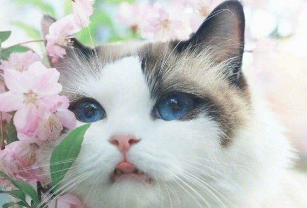  عکس گربه اسباب بازی