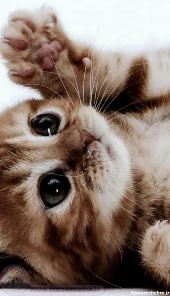  عکس های گربه