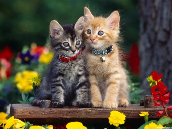 عکس گربه برای تصویر زمینه