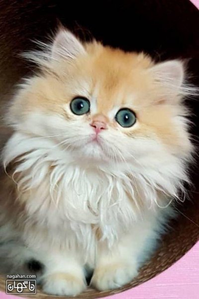  عکس گربه بچه