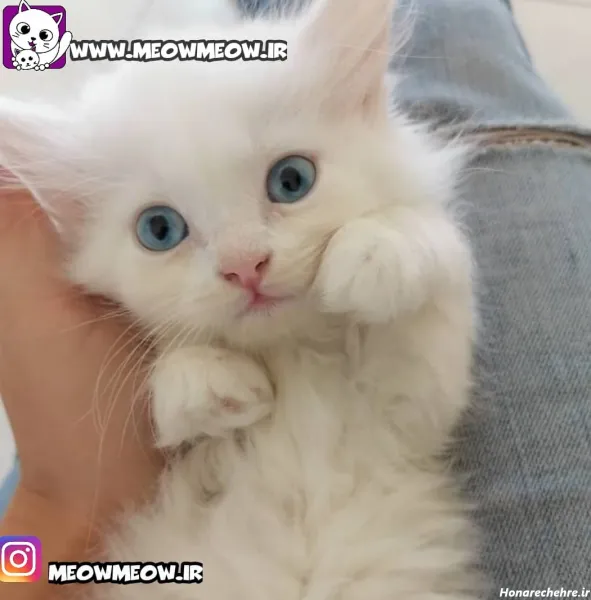  عکس گربه پرشین سفید چشم ابی
