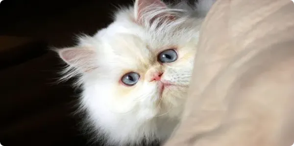  عکس گربه پرشین سفید چشم ابی