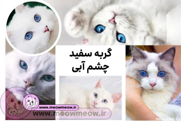  عکس گربه پرشین سفید چشم ابی