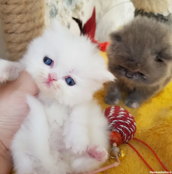  عکس گربه پرشین کلاسیک