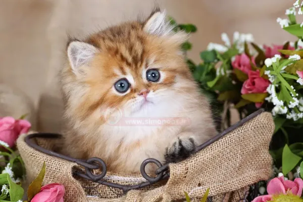 عکس گربه پشمالو برای پروفایل