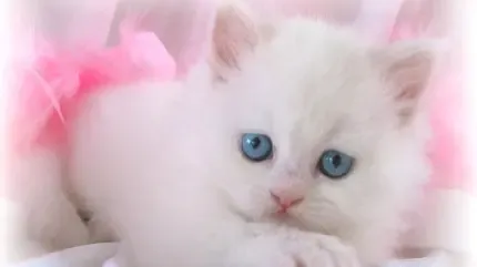  عکس گربه پشمالو سفید