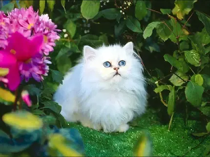  عکس گربه پشمالو سفید