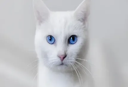  عکس گربه پشمالو سفید