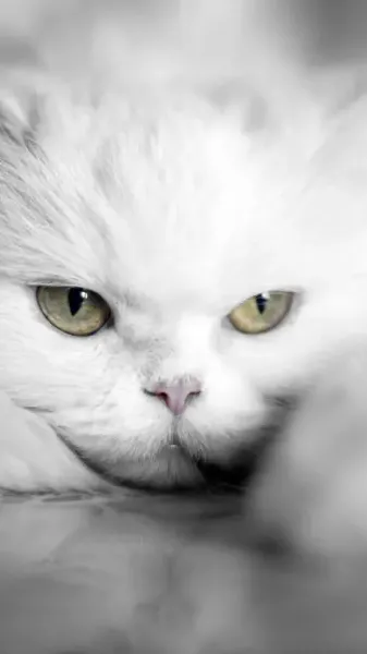  عکس گربه پشمالو سفید