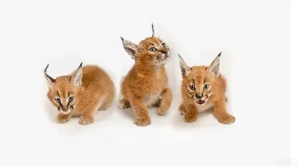  عکس گربه وحشی گوش سیاه