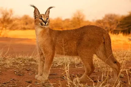  عکس گربه وحشی گوش سیاه
