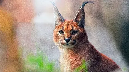  عکس گربه وحشی گوش سیاه