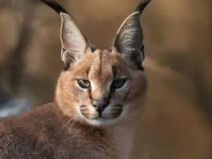  عکس گربه وحشی گوش سیاه