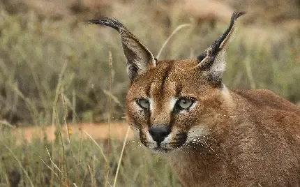  عکس گربه وحشی گوش سیاه