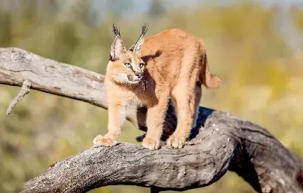  عکس گربه وحشی گوش سیاه