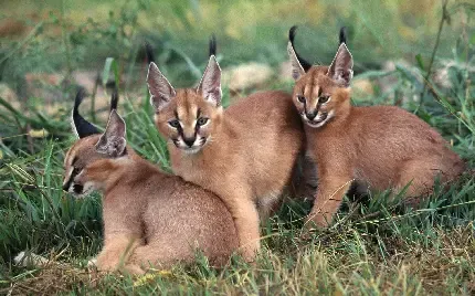  عکس گربه وحشی گوش سیاه