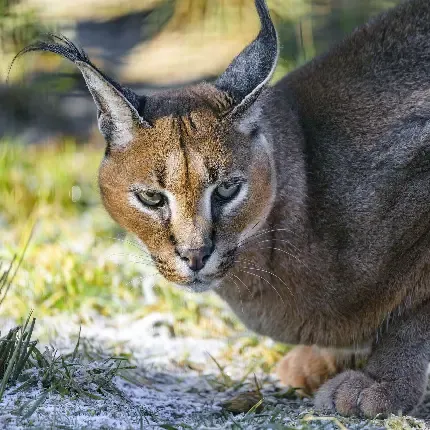  عکس گربه وحشی گوش سیاه