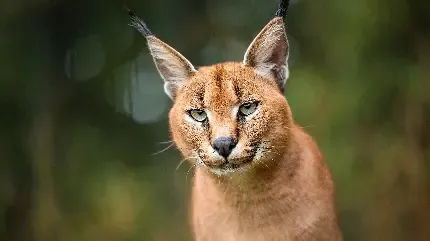  عکس گربه وحشی گوش سیاه