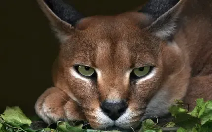  عکس گربه وحشی گوش سیاه