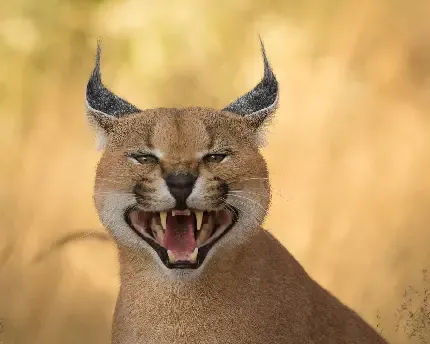  عکس گربه وحشی گوش سیاه
