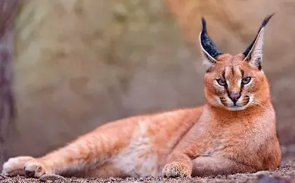  عکس گربه وحشی گوش سیاه