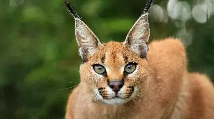  عکس گربه وحشی گوش سیاه