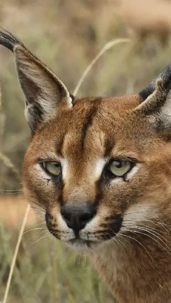  عکس گربه وحشی گوش سیاه
