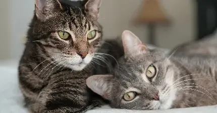  عکس گربه تصویر زمینه