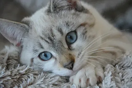  عکس گربه تصویر زمینه