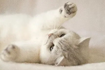 عکس گربه تصویر زمینه